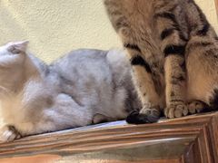 -more than meow吴止猫主题餐厅(承德 中船汇店)