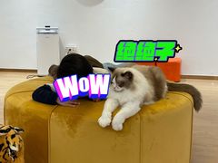 -1013 PET SHOP精品宠物商店(丁香店)