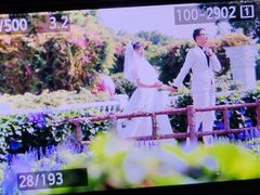 -百万葵园