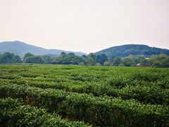-中国茶叶博物馆(双峰馆区)
