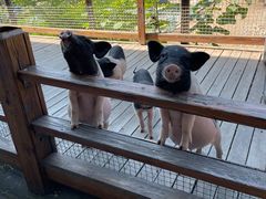 -北京鹿世界主题园