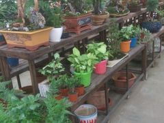 -龙大花卉苗木市场