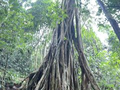 -中国科学院西双版纳热带植物园