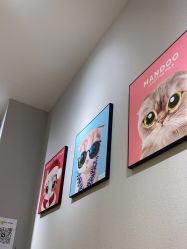 -洗脸猫·洗脸吧