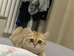 -宠福鑫康馨动物医院·骨科·眼科