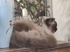 -共舞时光猫咖·狗咖(新街口店)