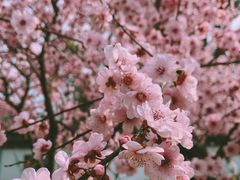 -杭州植物园