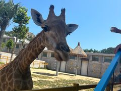 -西霞口神雕山野生动物世界