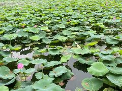 -渤公岛生态公园