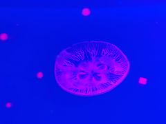 -福州罗源湾海洋世界旅游区