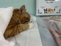 -达爱动物医院·犬猫分区·CT·复杂眼科(远洋山水分院)