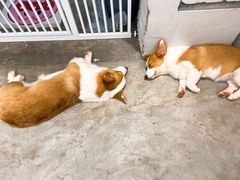 -浣熊柯尔鸭土拨鼠·电玩咖