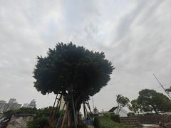 -大炮台