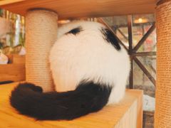 -吉丁鸟咖·异宠·寄养
