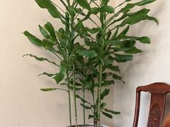 -上海精菜馆(虎踞关店)
