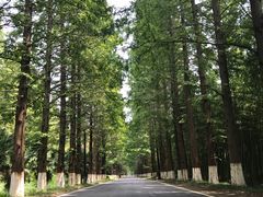 -黄海国家森林公园