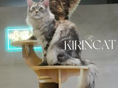 -十年猫舍·猫咪专门店(普陀店)