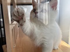 -momokira米努特·德文卷毛猫·棉花面纱犬