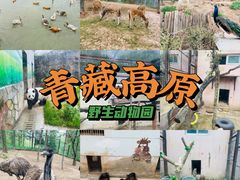 -青藏高原野生动物园