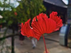 -朱家花园