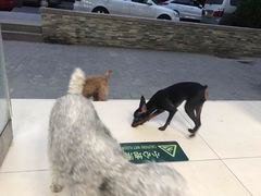 -康乐宝动物医院