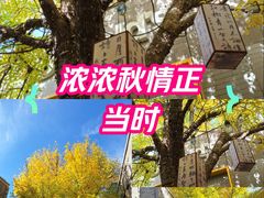 -龙湖星悦荟(颐和店)