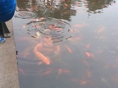 -西湖外事游船(花港观鱼码头)