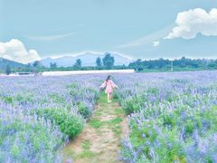 -北京东方普罗旺斯薰衣草庄园