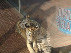 -西霞口神雕山野生动物世界