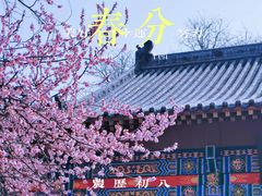 -桃花堤公园