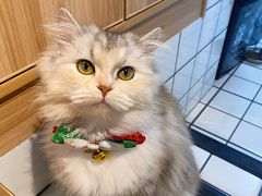 -Meowの猫咖(万家丽店)