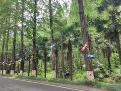 -黄海国家森林公园