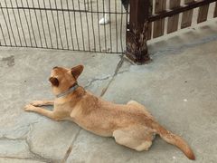 -宠物之家Pets Home 宠物寄养酒店