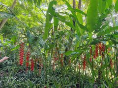 -中国科学院西双版纳热带植物园