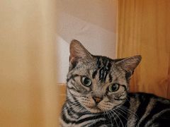 -有喵·猫咖·狗咖·30几只猫10只小狗(岗厦店)