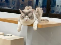 -有喵·猫咖·狗咖·30几只猫10只小狗(岗厦店)