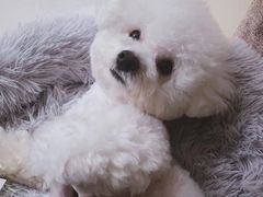 -翊宠yipet猫狗购宠庄园犬舍•猫舍