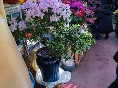 -花鸟鱼虫鲜花绿植市场(玉泉路店)