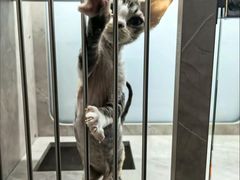 -山宅一喵德文卷毛猫舍