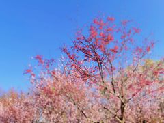 -顾村公园