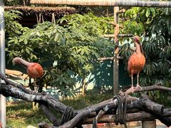 -深圳野生动物园