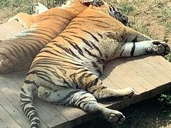 -大连森林动物园