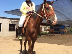 iphone_upload_pic-沈阳静安马场