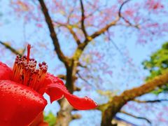 -广州中山纪念堂