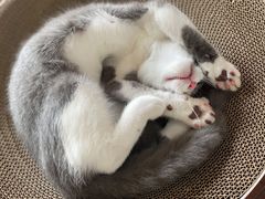 -东方名猫馆·英短金渐层布偶猫舍(环线广场1号楼店)