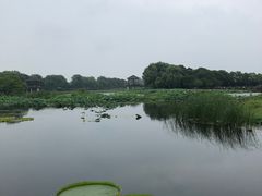 -荷塘月色湿地公园·向阳花洲