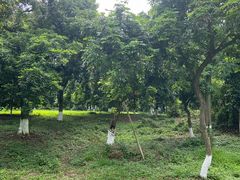 -张坝桂圆林公园