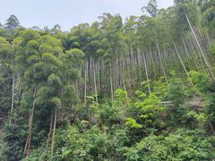 -莫干山风景区