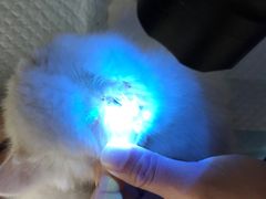 -飞行喵MR PILOT|猫舍·猫咖(静安大融城店)