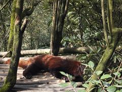 -都江堰中华大熊猫苑